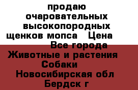 продаю очаровательных высокопородных щенков мопса › Цена ­ 20 000 - Все города Животные и растения » Собаки   . Новосибирская обл.,Бердск г.